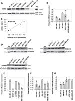 Rab4 Antibody in Western Blot (WB)