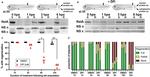 NFkB p65 Antibody in Western Blot (WB)