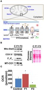 MTCO1 Antibody in Western Blot (WB)