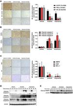 XIAP Antibody in Immunohistochemistry (IHC)