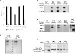 SARS-CoV-2 Spike Protein S1 Antibody in Western Blot (WB)