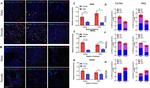 GFAP Antibody in Immunohistochemistry (IHC)