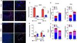 GFAP Antibody in Immunohistochemistry (IHC)