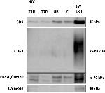 CD9 Antibody in Western Blot (WB)