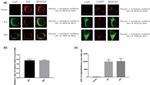 PDI Antibody in Immunocytochemistry (ICC/IF)