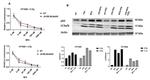 LC3A/LC3B Antibody in Western Blot (WB)