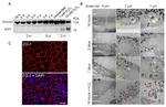 ZO-1 Antibody in Immunohistochemistry (IHC)