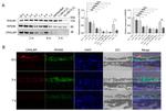 RPE65 Antibody in Western Blot (WB)