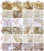 BMP-2 Antibody in Immunohistochemistry (IHC)