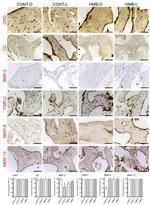 BMP-2 Antibody in Immunohistochemistry (IHC)