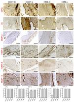 BMP-2 Antibody in Immunohistochemistry (IHC)