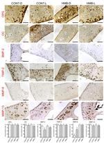 BMP-2 Antibody in Immunohistochemistry (IHC)