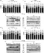 p14ARF Antibody in Western Blot (WB)