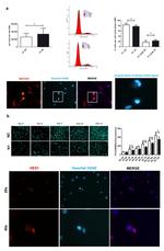 HES1 Antibody in Immunocytochemistry (ICC/IF)