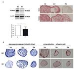 HES1 Antibody in Immunohistochemistry (IHC)