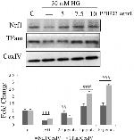 NRF1 Antibody in Western Blot (WB)