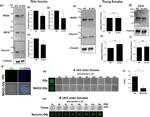 Securin Antibody in Western Blot (WB)