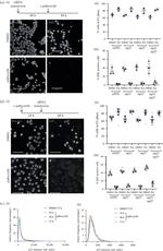 p21 Antibody in Immunocytochemistry (ICC/IF)