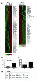 CD24 Antibody in Flow Cytometry (Flow)