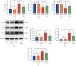 IL-6 Antibody in Western Blot (WB)