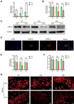 PGP9.5 Antibody in Immunohistochemistry, Immunohistochemistry (Paraffin) (IHC, IHC (P))