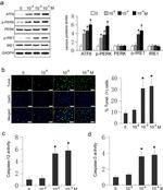 IRE1 alpha Antibody in Western Blot (WB)