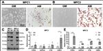 Adiponectin Antibody in Western Blot (WB)