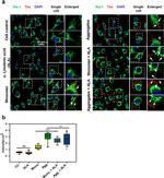 IBA1 Antibody in Immunocytochemistry (ICC/IF)