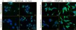 Synaptophysin Antibody in Immunocytochemistry (ICC/IF)