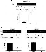 HDAC2 Antibody in Immunoprecipitation (IP)