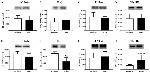 IL-1 beta Antibody in Western Blot (WB)