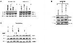 NPM1 (mutant) Antibody in Western Blot (WB)