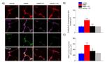 PLP1 Antibody in Immunohistochemistry (Frozen) (IHC (F))