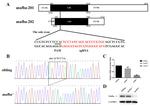 MAFB Antibody in Western Blot (WB)