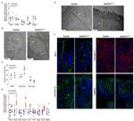 JAM-A (CD321) Antibody in Immunohistochemistry (IHC)