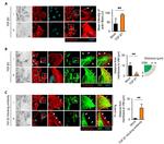 TGF beta-1,2,3 Antibody in Neutralization (Neu)