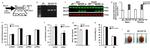 VCP Antibody in Western Blot (WB)