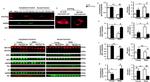 VCP Antibody in Western Blot (WB)