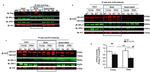 VCP Antibody in Western Blot, Immunoprecipitation (WB, IP)