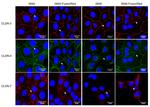 Claudin 3 Antibody in Immunocytochemistry (ICC/IF)