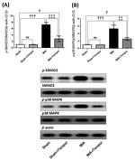 SMAD3 Antibody in Western Blot (WB)