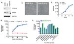 PTPN12 Antibody in Western Blot (WB)