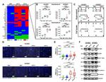 N-cadherin Antibody in Western Blot (WB)