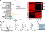 GAPDH Antibody in Western Blot (WB)