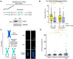 ATRX Antibody in Western Blot (WB)