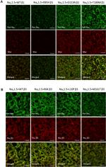 Myc Tag Antibody in Immunohistochemistry (IHC)