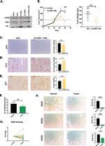 eNOS Antibody in Immunohistochemistry (IHC)