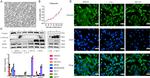 Cytokeratin Pan Antibody in Western Blot (WB)