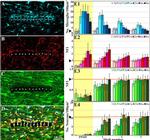 GFAP Antibody in Immunohistochemistry (IHC)