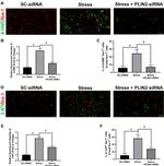 4-Hydroxynonenal Antibody in Immunohistochemistry (IHC)